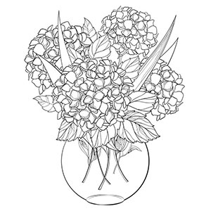 Hydrangea in Vase