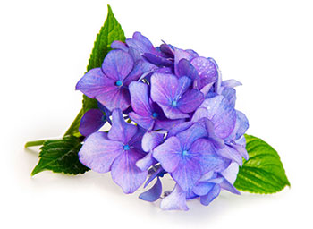 Hydrangea